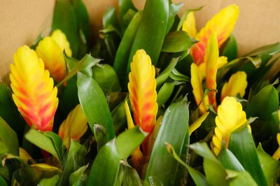 ​铁兰花的养殖方法