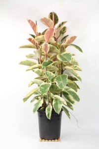 ​橡皮树放在哪里旺风水