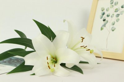 ​百合什么时候种，怎样栽种