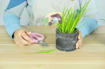 ​菖蒲盆景怎么做