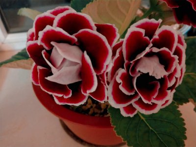 ​大岩桐怎么养