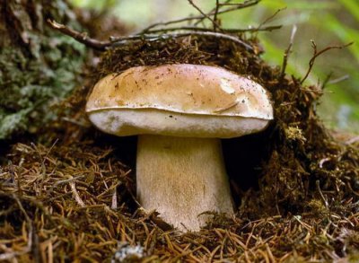 ​此物名为“见手青”，样貌虽美，但有毒，碰上可别乱动，小心为妙