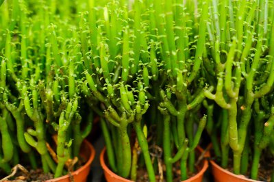 ​怎么让光棍树分叉，太高了怎么修剪