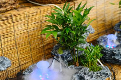 ​竹柏的种子怎么育苗