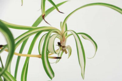 ​吊兰开花有什么兆头