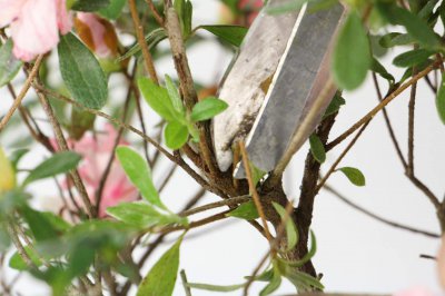 ​杜鹃冬季如何管理，叶子发黄怎么回事