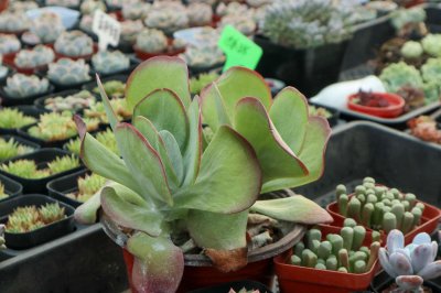 ​多肉唐印怎么养