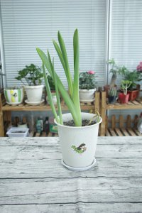 ​风信子怎么繁殖新种球