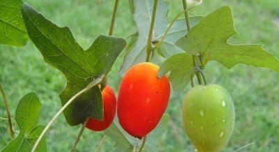 ​此物俗称“茅瓜”，是治疗皮肤病“特效药”，野外就有，遇到带走