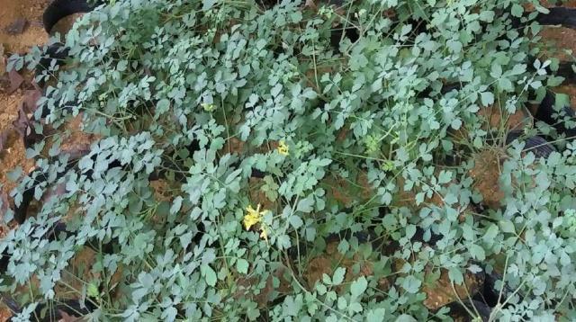 此中药材卖到4000元以上,谁能种植成功?这可是真正的好产业