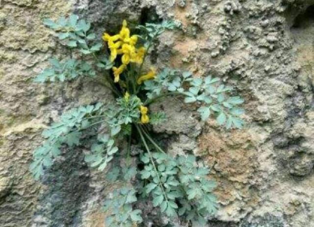 此中药材卖到4000元以上,谁能种植成功?这可是真正的好产业