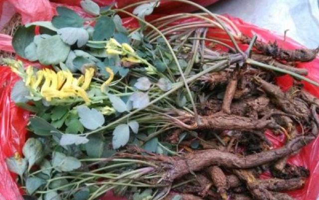 此中药材卖到4000元以上,谁能种植成功?这可是真正的好产业