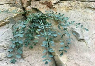 ​此中药材卖到4000元以上，谁能种植成功？这可是真正的好产业