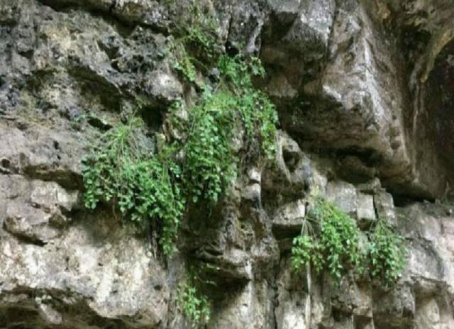 此中药材卖到4000元以上,谁能种植成功?这可是真正的好产业