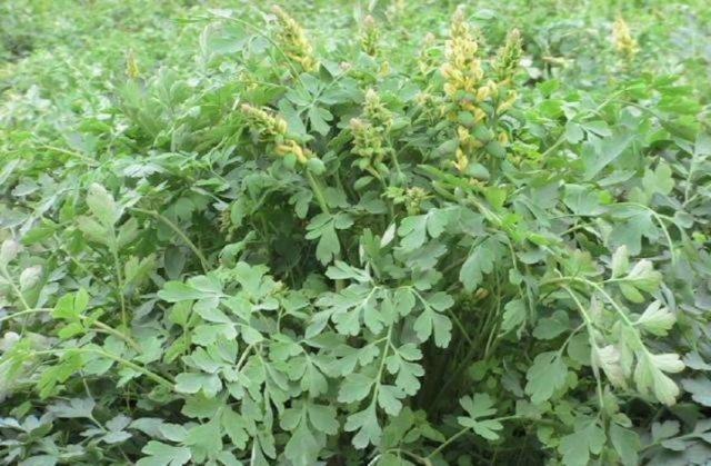 此中药材卖到4000元以上,谁能种植成功?这可是真正的好产业