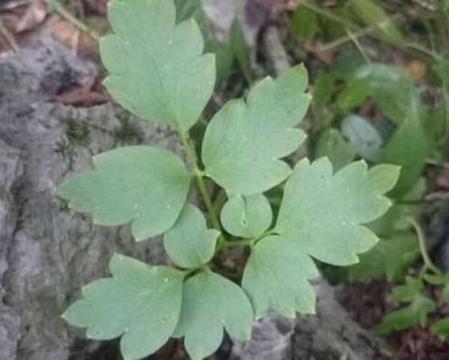 此中药材卖到4000元以上,谁能种植成功?这可是真正的好产业