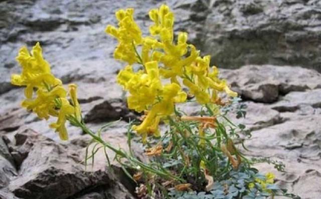 此中药材卖到4000元以上,谁能种植成功?这可是真正的好产业