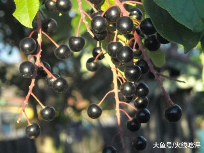 ​“臭李子”这野果子不但味道不臭, 还好吃, 但是要牢记它的禁忌!