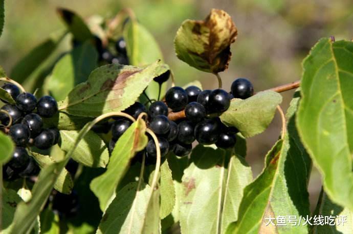 “臭李子”这野果子不但味道不臭, 还好吃, 但是要牢记它的禁忌!