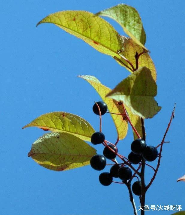 “臭李子”这野果子不但味道不臭, 还好吃, 但是要牢记它的禁忌!