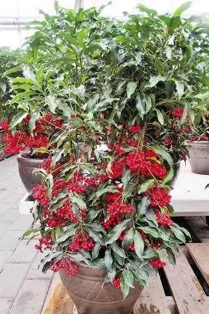 富贵籽又名腰缠万贯，养护简单只2点，叶绿果红挂满枝，观赏佳品