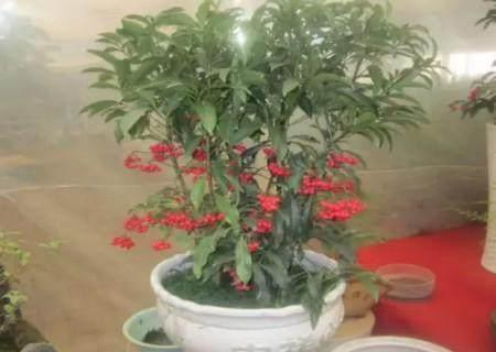 富贵籽又名腰缠万贯，养护简单只2点，叶绿果红挂满枝，观赏佳品