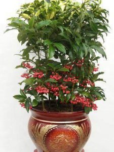 ​富贵籽又名腰缠万贯，养护简单只2点，叶绿果红挂满枝，观赏佳品