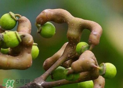 ​吃拐枣对人有什么好处？拐枣哪里有卖的