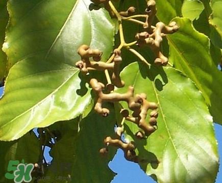 吃拐枣对人有什么好处？拐枣哪里有卖的