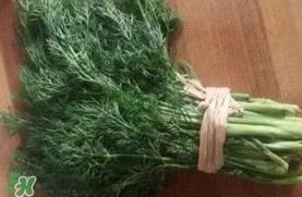 茴香菜是什么菜？茴香菜是香菜吗