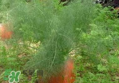 茴香菜是什么菜？茴香菜是香菜吗