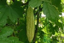 吃苦瓜能增强免疫力吗？喝苦瓜茶能增强免疫力吗？