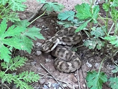 ​一不小心遇到蛇，你可能需要这份实用的图鉴