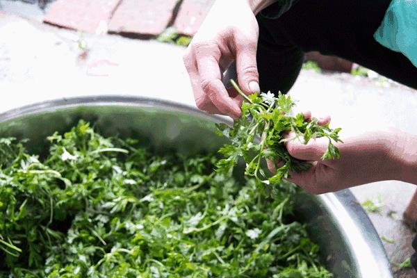 春季吃艾好养生!“艾米果”的正宗做法,客家人特有的一道小吃