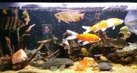 龙鱼和乌龟之间的“爱恨情仇”