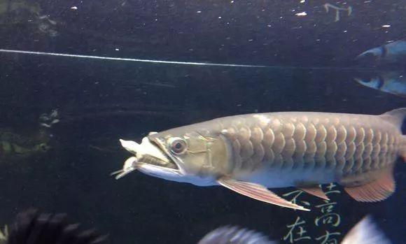 龙鱼和乌龟之间的“爱恨情仇”