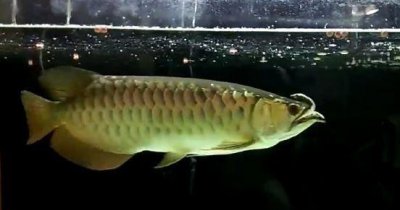 ​龙鱼和乌龟之间的“爱恨情仇”