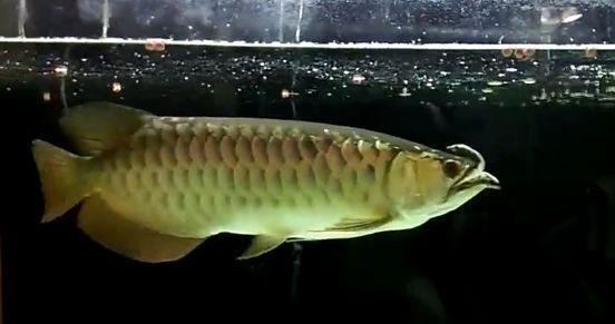 龙鱼和乌龟之间的“爱恨情仇”