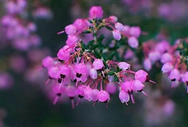 33岁吸毒10年，丈夫同房需付费？一代国民女神是如何毁掉自己的