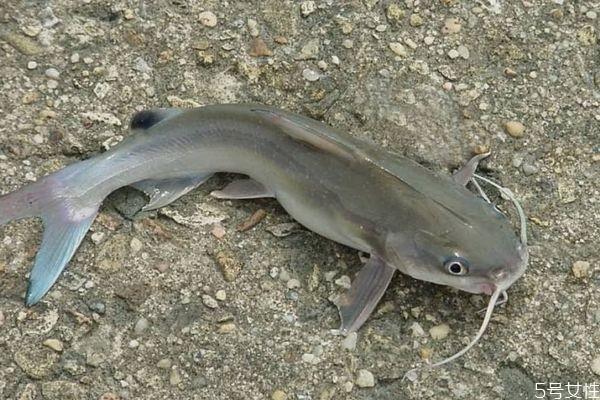 什么是大口鲶呢 大口鲶有什么营养营养价值呢 什么是大口鲶呢 大口鲶有什么营养营养价值呢