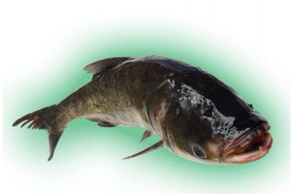 什么是大口鲶呢 大口鲶有什么营养营养价值呢 什么是大口鲶呢 大口鲶有什么营养营养价值呢