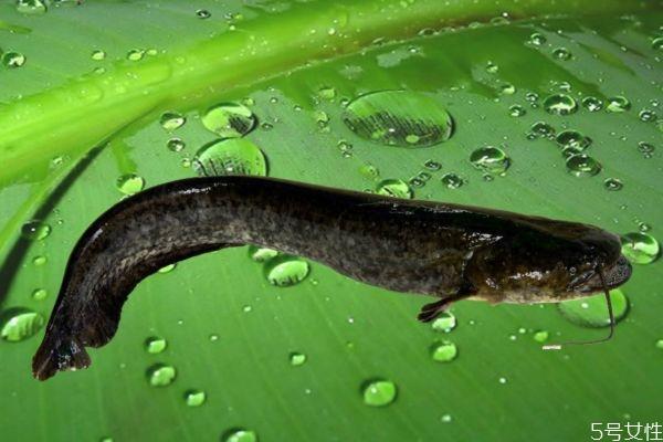 什么是大口鲶呢 大口鲶有什么营养营养价值呢 什么是大口鲶呢 大口鲶有什么营养营养价值呢