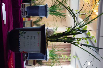 ​怎样进行干法养兰