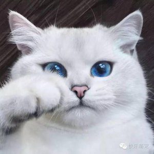 ​猫咪眼睛分泌物增多流眼泪怎么办？
