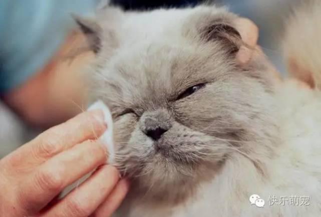 猫咪眼睛分泌物增多流眼泪怎么办?