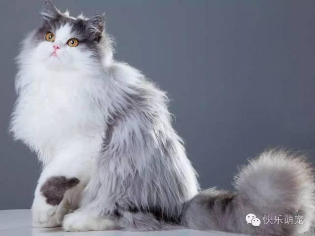 猫咪眼睛分泌物增多流眼泪怎么办?