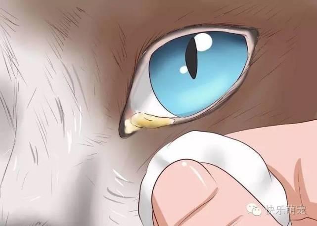 猫咪眼睛分泌物增多流眼泪怎么办?
