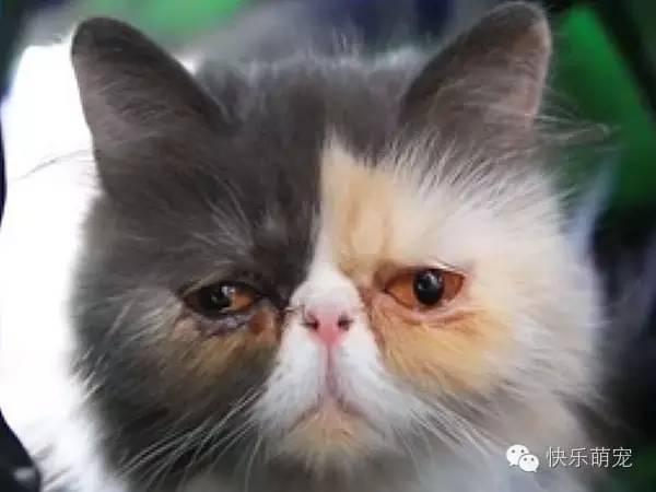 猫咪眼睛分泌物增多流眼泪怎么办?