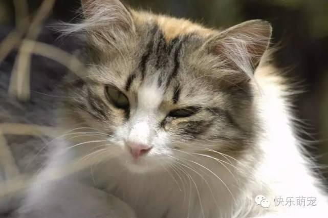 猫咪眼睛分泌物增多流眼泪怎么办?