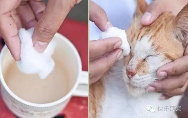 猫咪眼睛分泌物增多流眼泪怎么办?